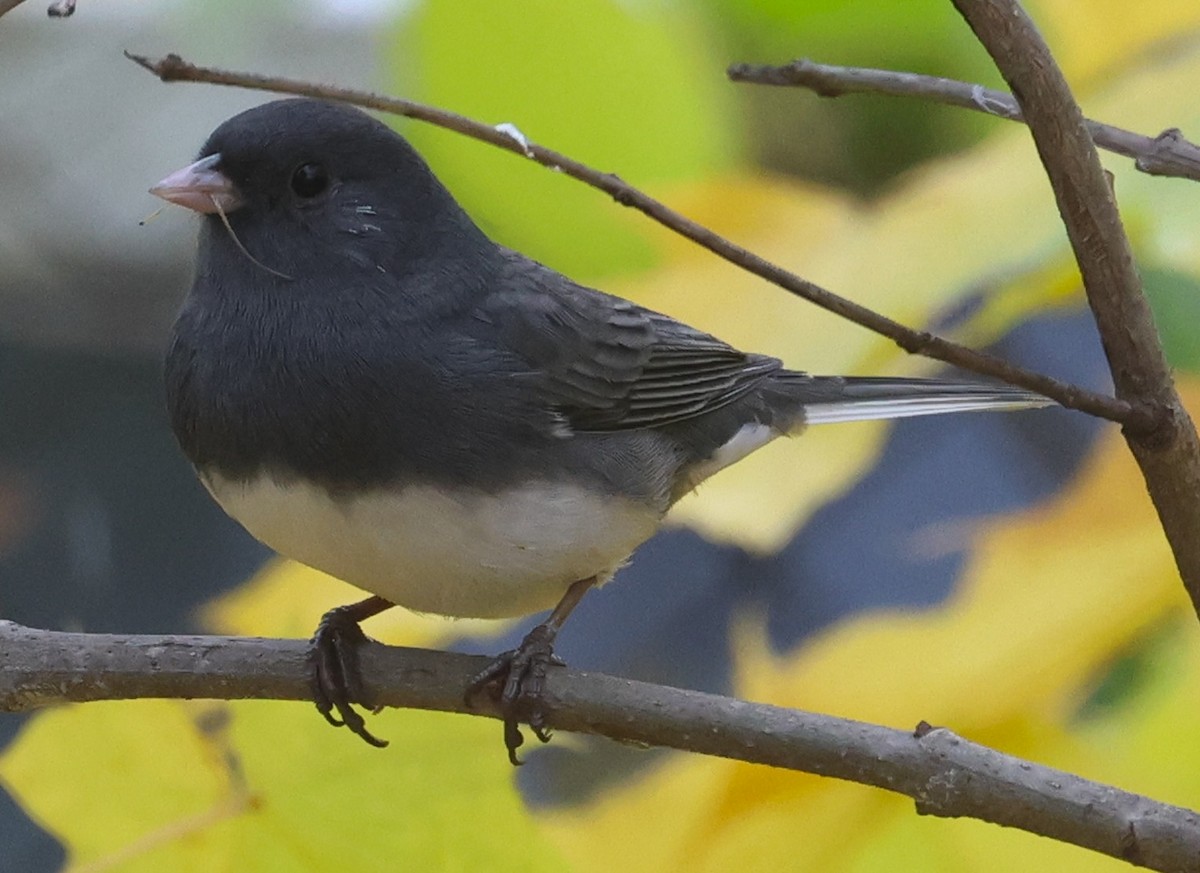 Dark-eyed Junco (Slate-colored) - ML645285592