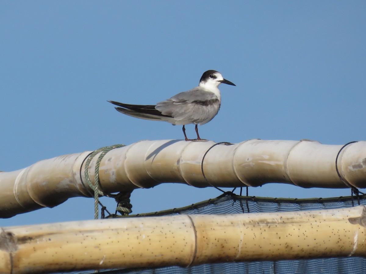 rybák obecný - ML645285594