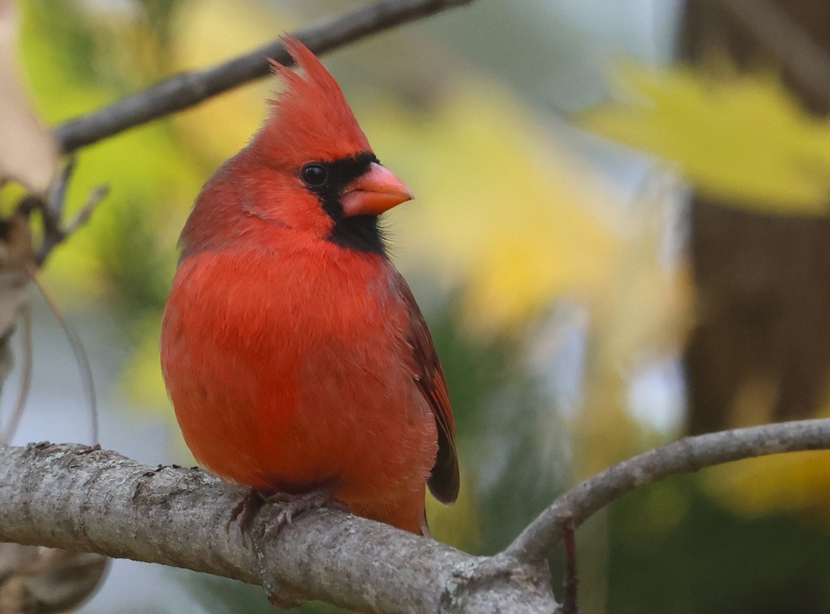 Northern Cardinal - ML645285596
