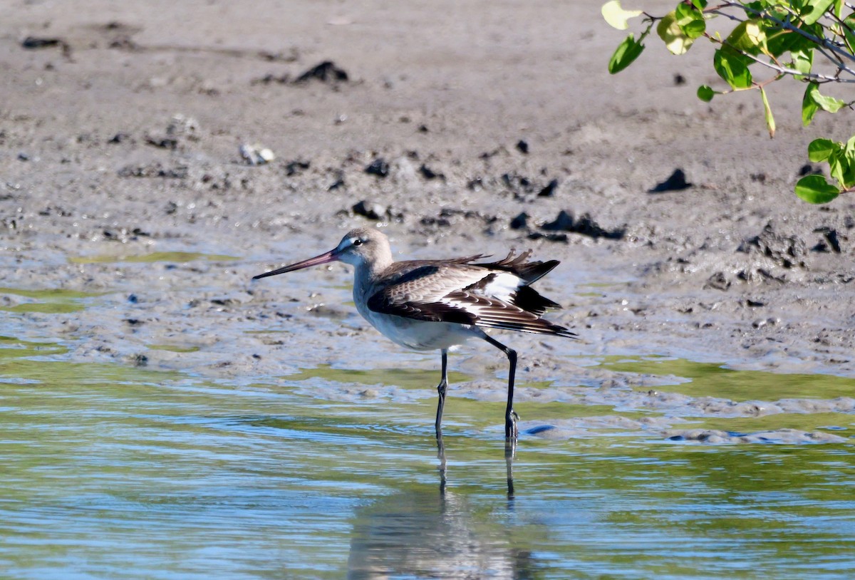 Hudsonian Godwit - ML645285600