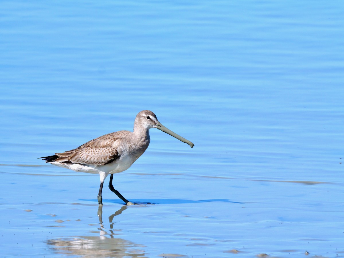 Hudsonian Godwit - ML645285602
