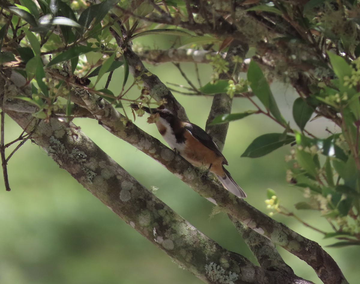 Eastern Spinebill - ML645285603