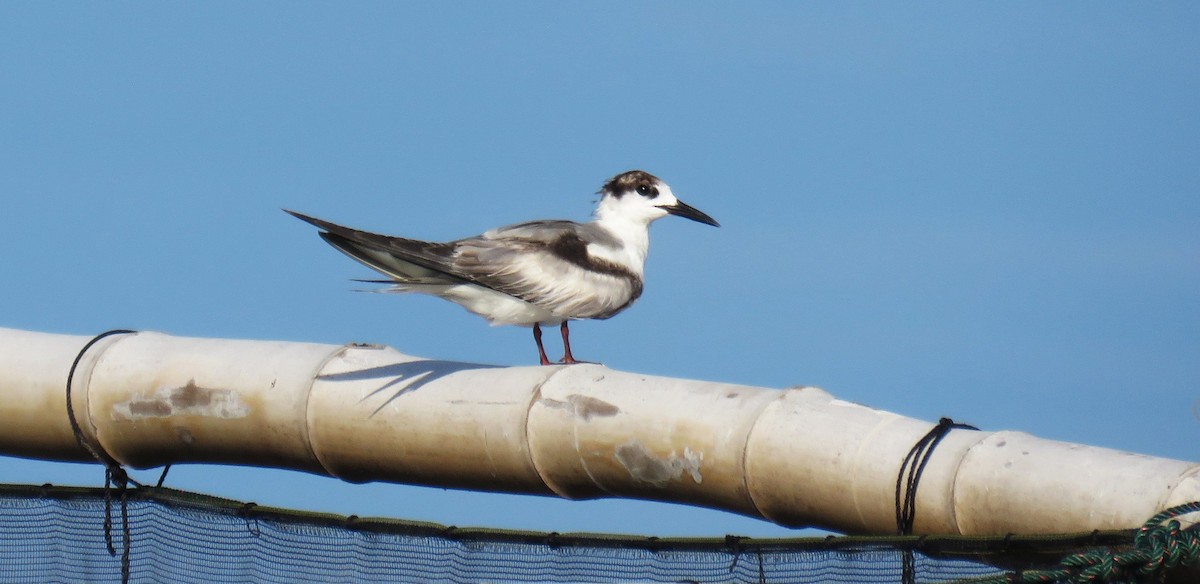 rybák obecný - ML645285605