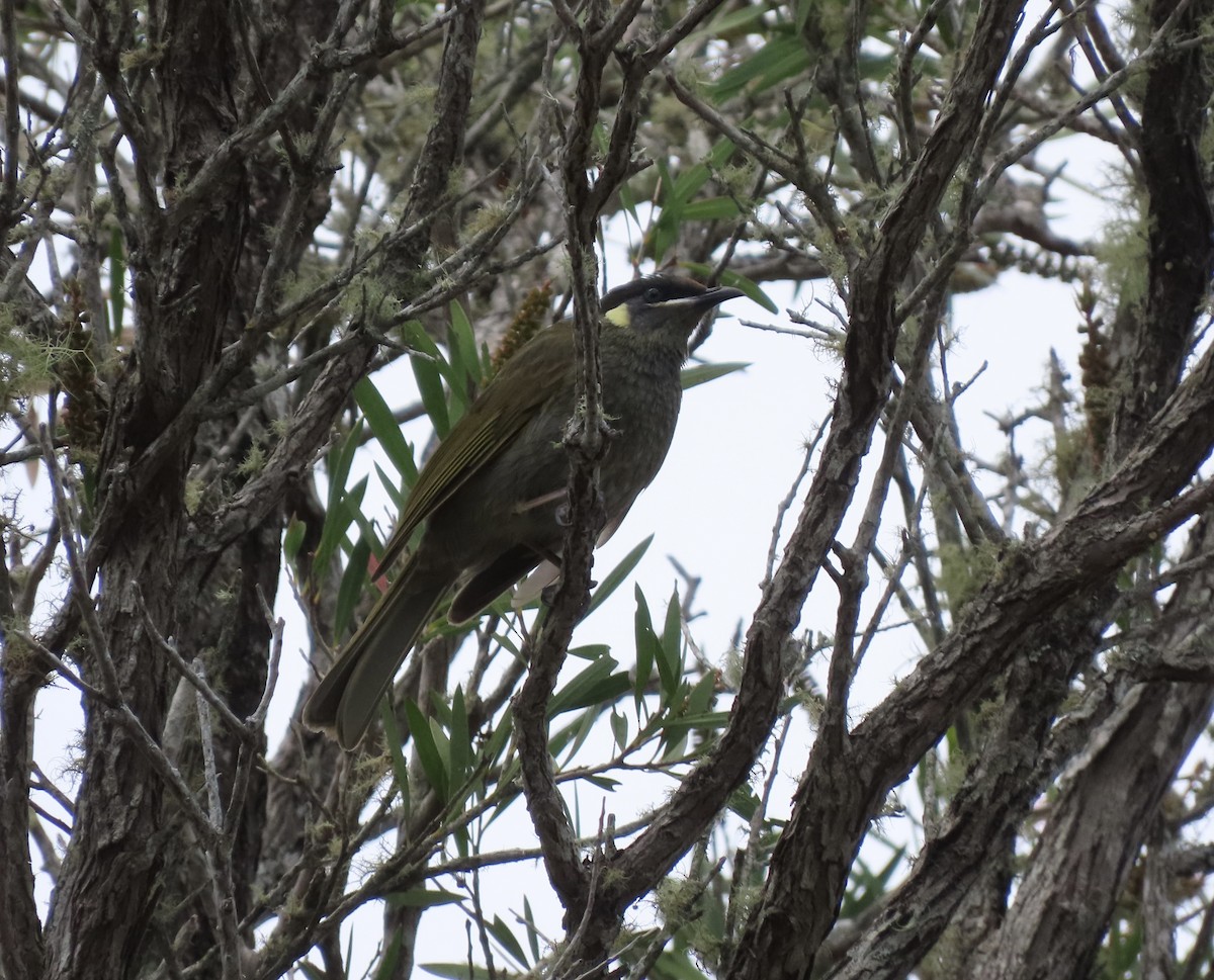 Lewin's Honeyeater - ML645285610