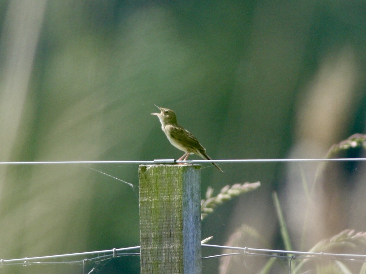 חרגולן מנומר - ML645285611