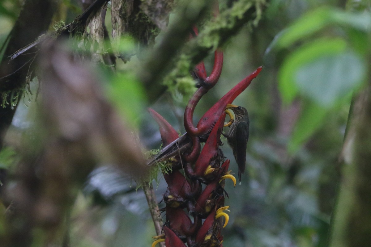 White-tipped Sicklebill - ML645285612
