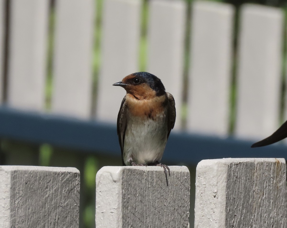 Welcome Swallow - ML645285638