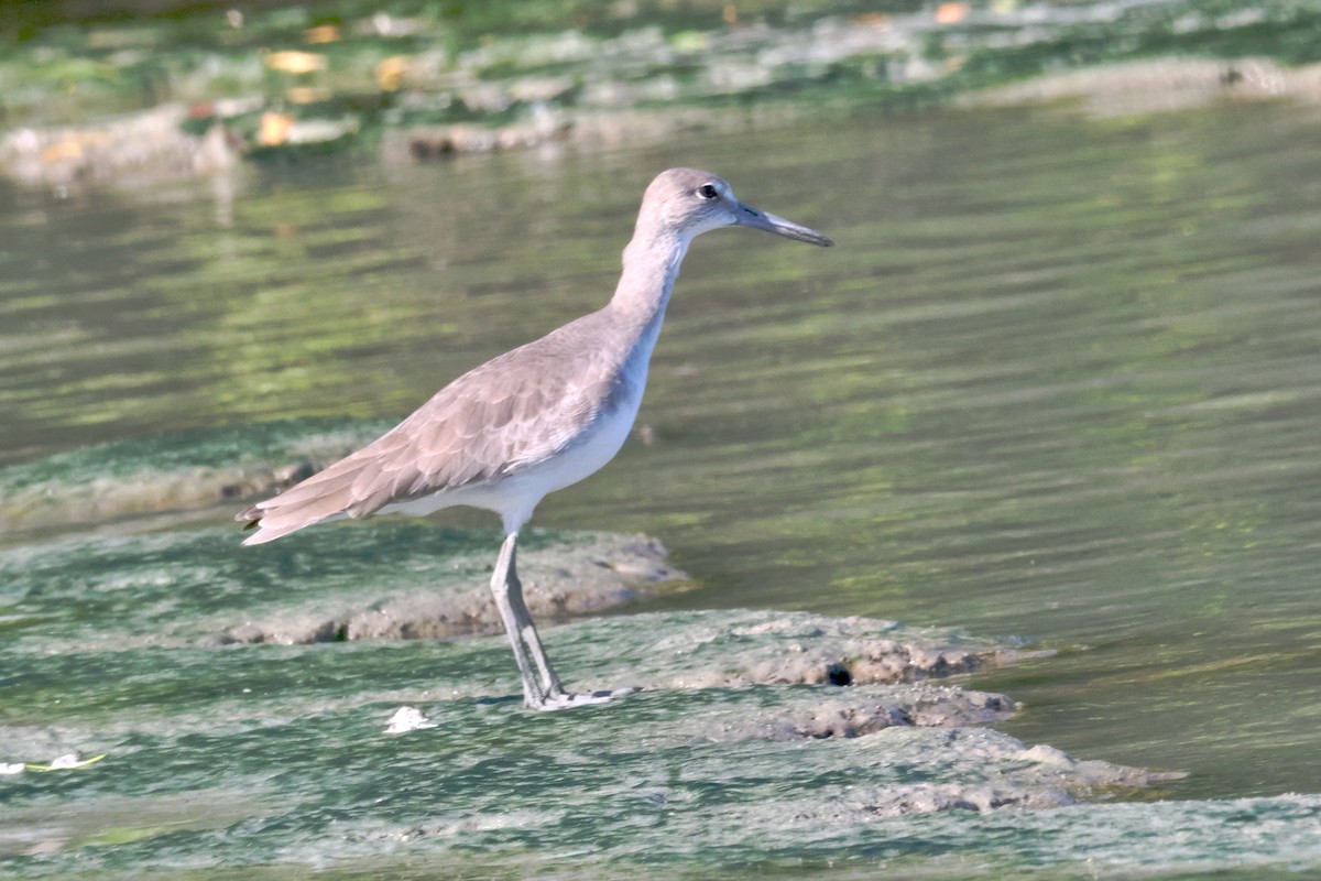 Willet - ML645285653