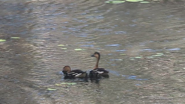 Wandering Whistling-Duck - ML645285668