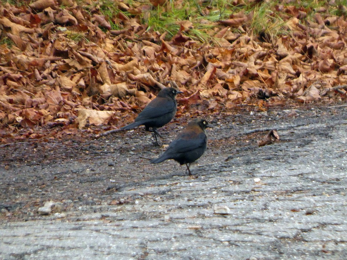 Rusty Blackbird - ML645285683