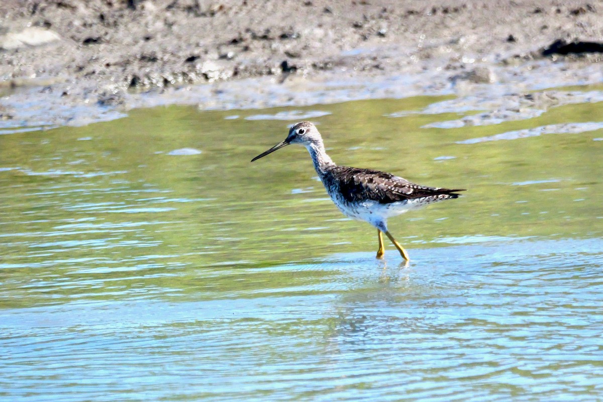 Greater Yellowlegs - ML645285690