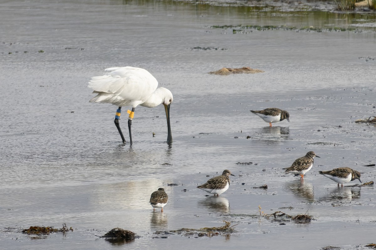 Eurasian Spoonbill - ML645285702