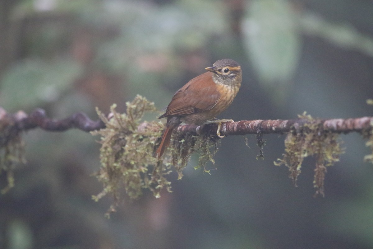 Scaly-throated Foliage-gleaner - ML645285704