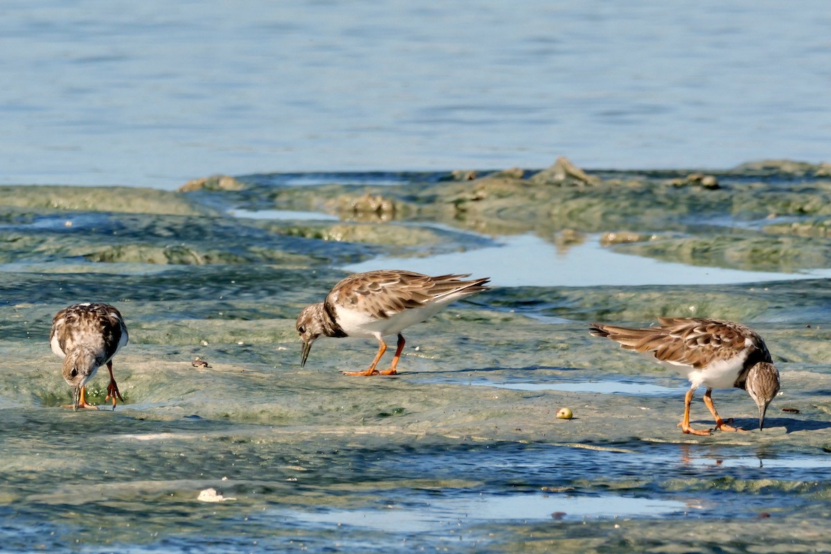 Ruddy Turnstone - ML645285709