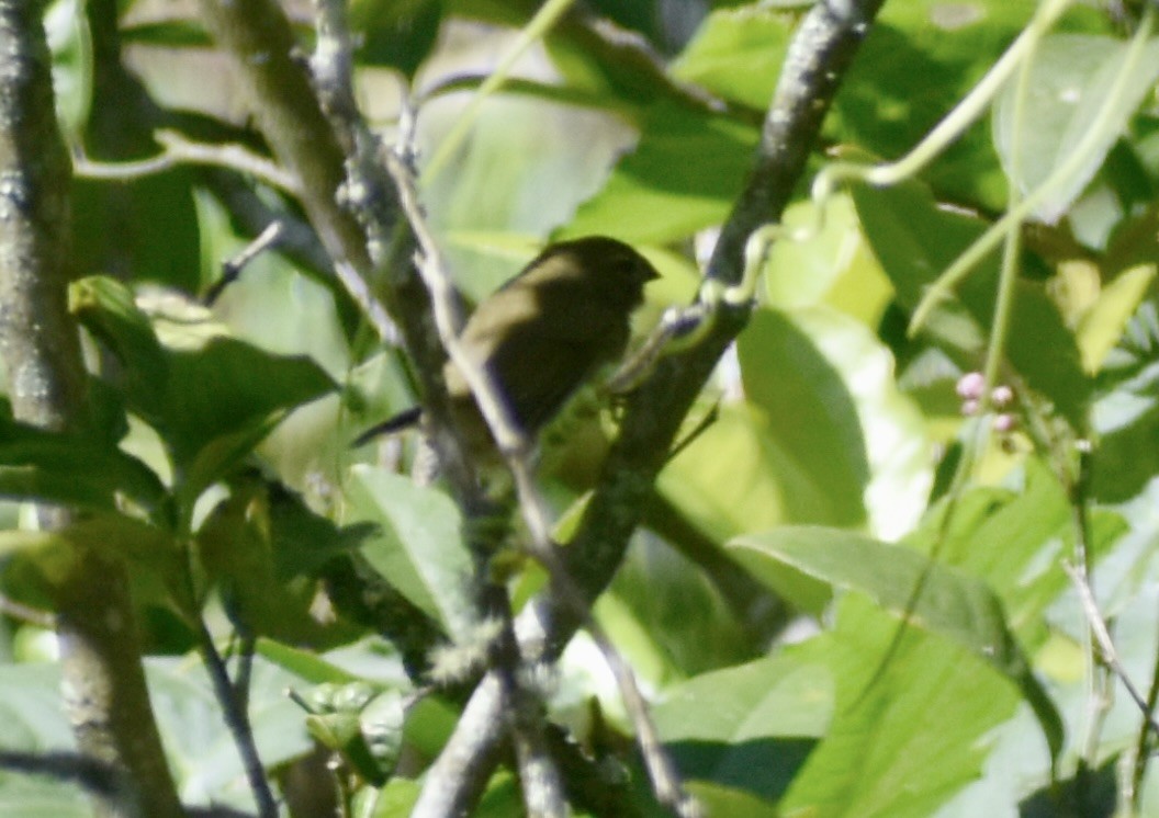 Yellow-faced Grassquit - ML645285713