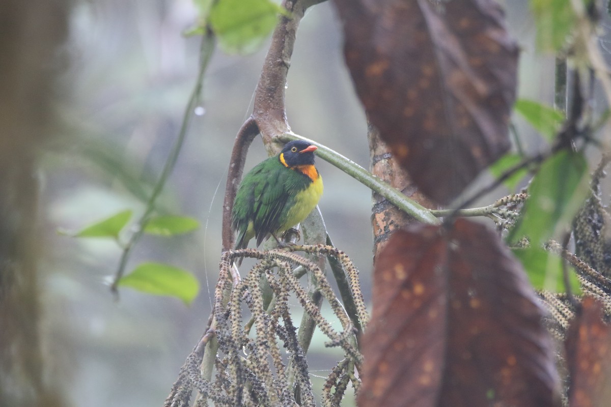 Cotinga jucunda - ML645285719