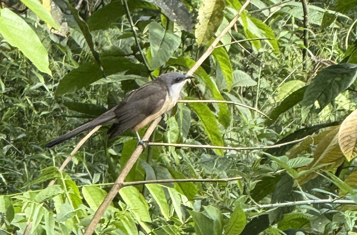 Галапагосская пиайя - ML645285724