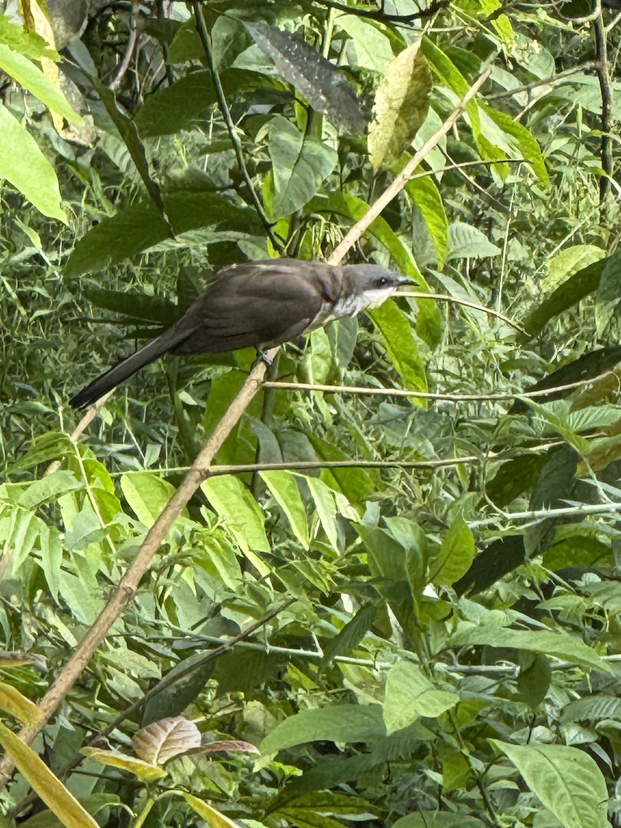 Галапагосская пиайя - ML645285725