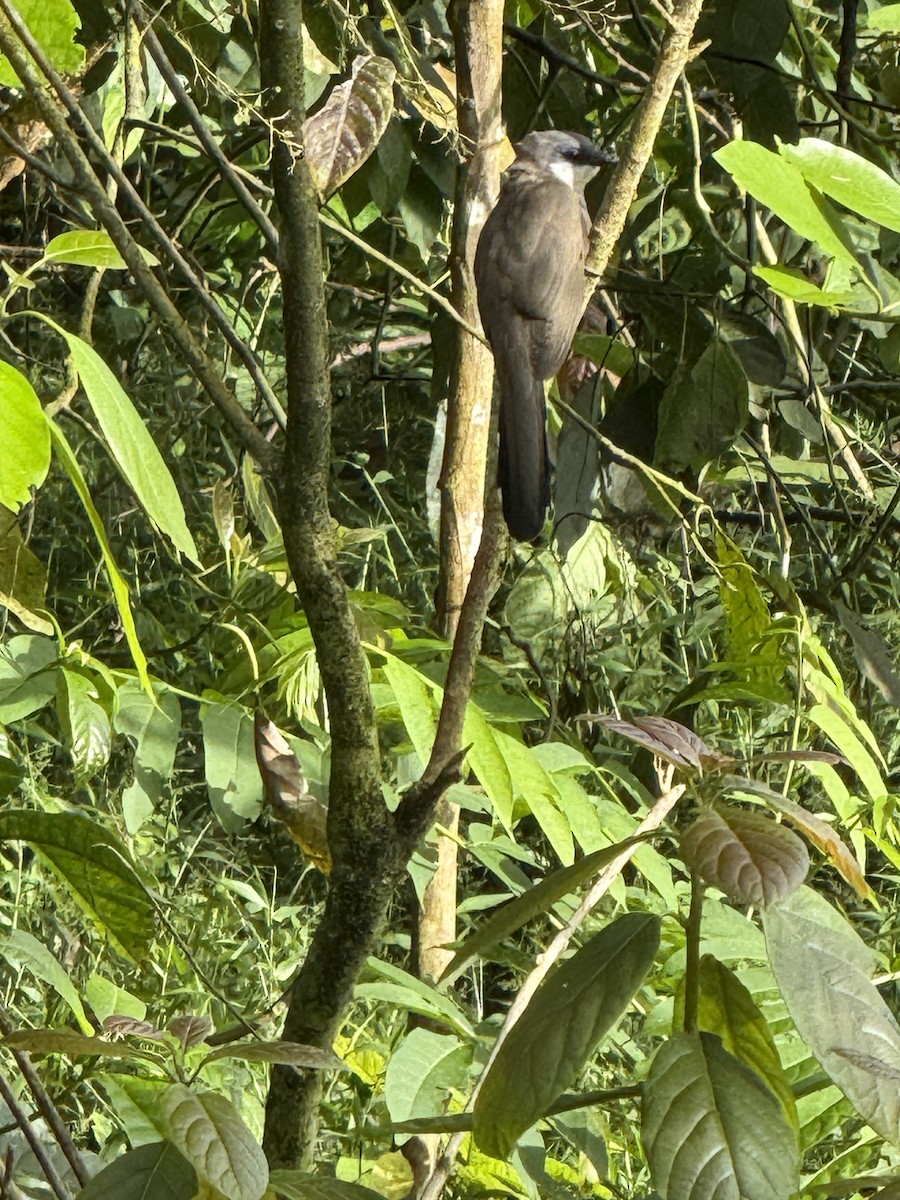 Галапагосская пиайя - ML645285726