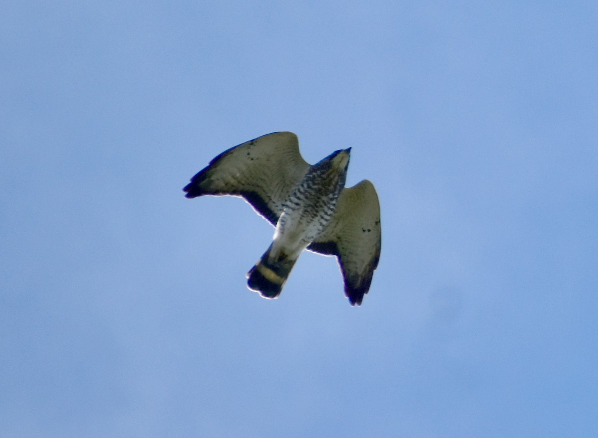 káně širokokřídlá - ML645285748