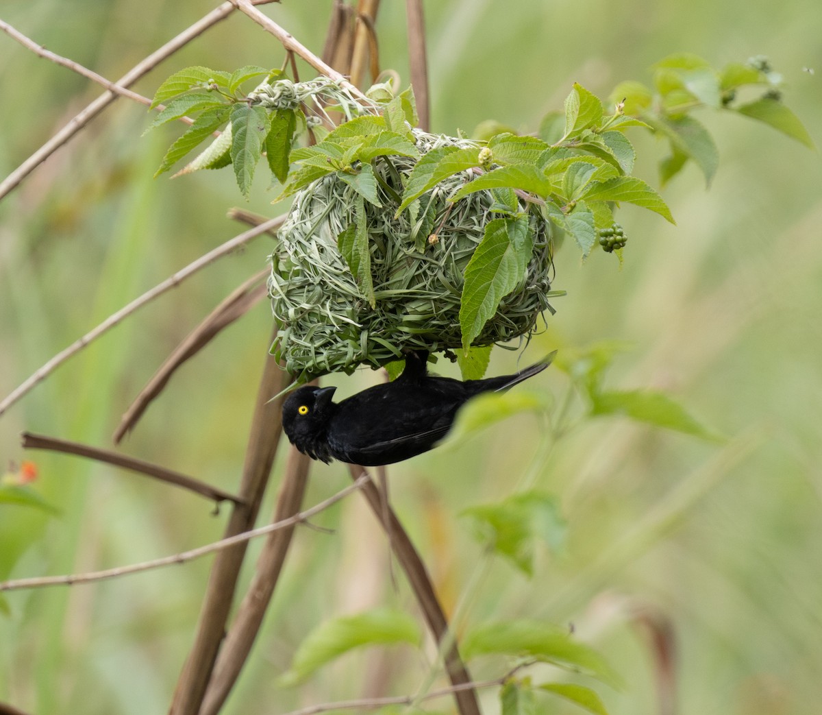 Vieillot's Black Weaver - ML645285757