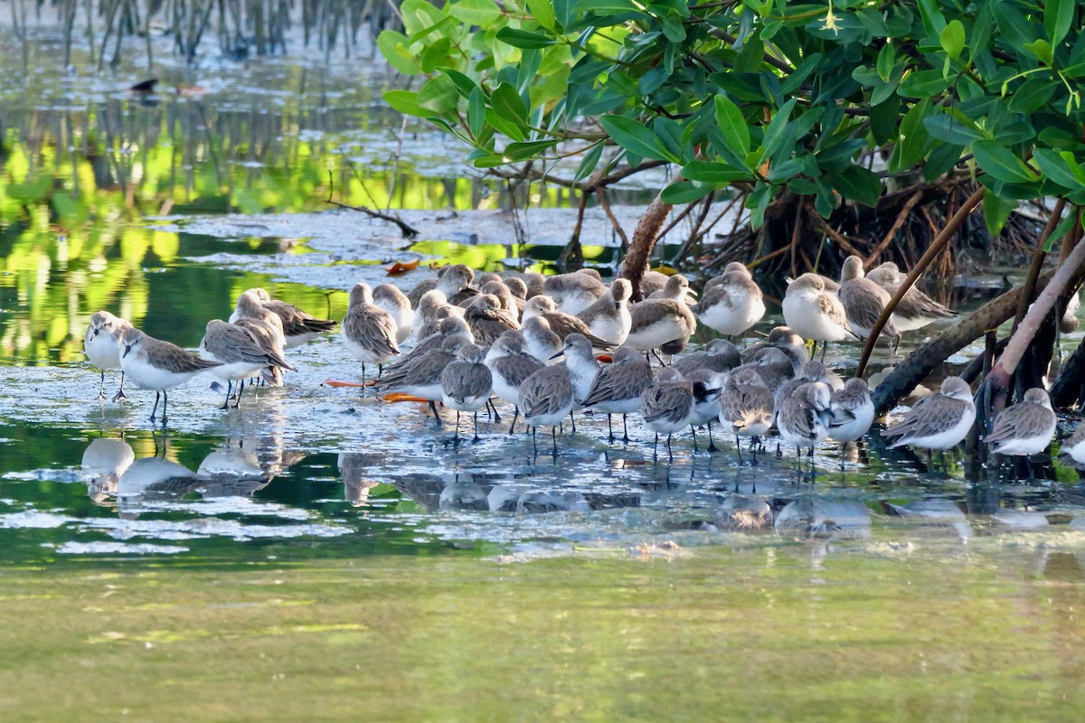 Semipalmated Sandpiper - ML645285782