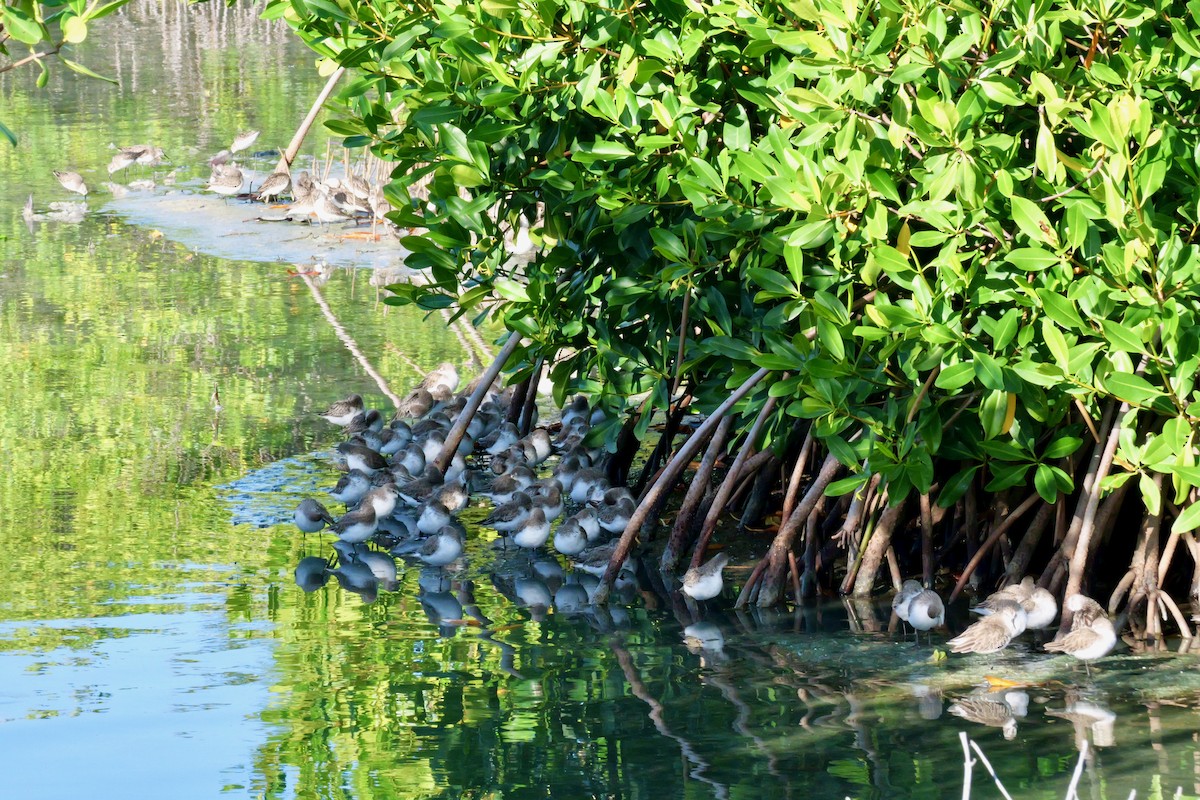 Semipalmated Sandpiper - ML645285783