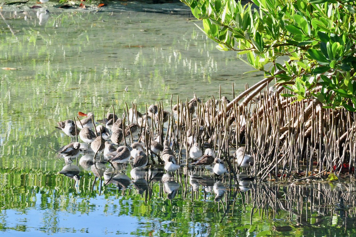 Semipalmated Sandpiper - ML645285784
