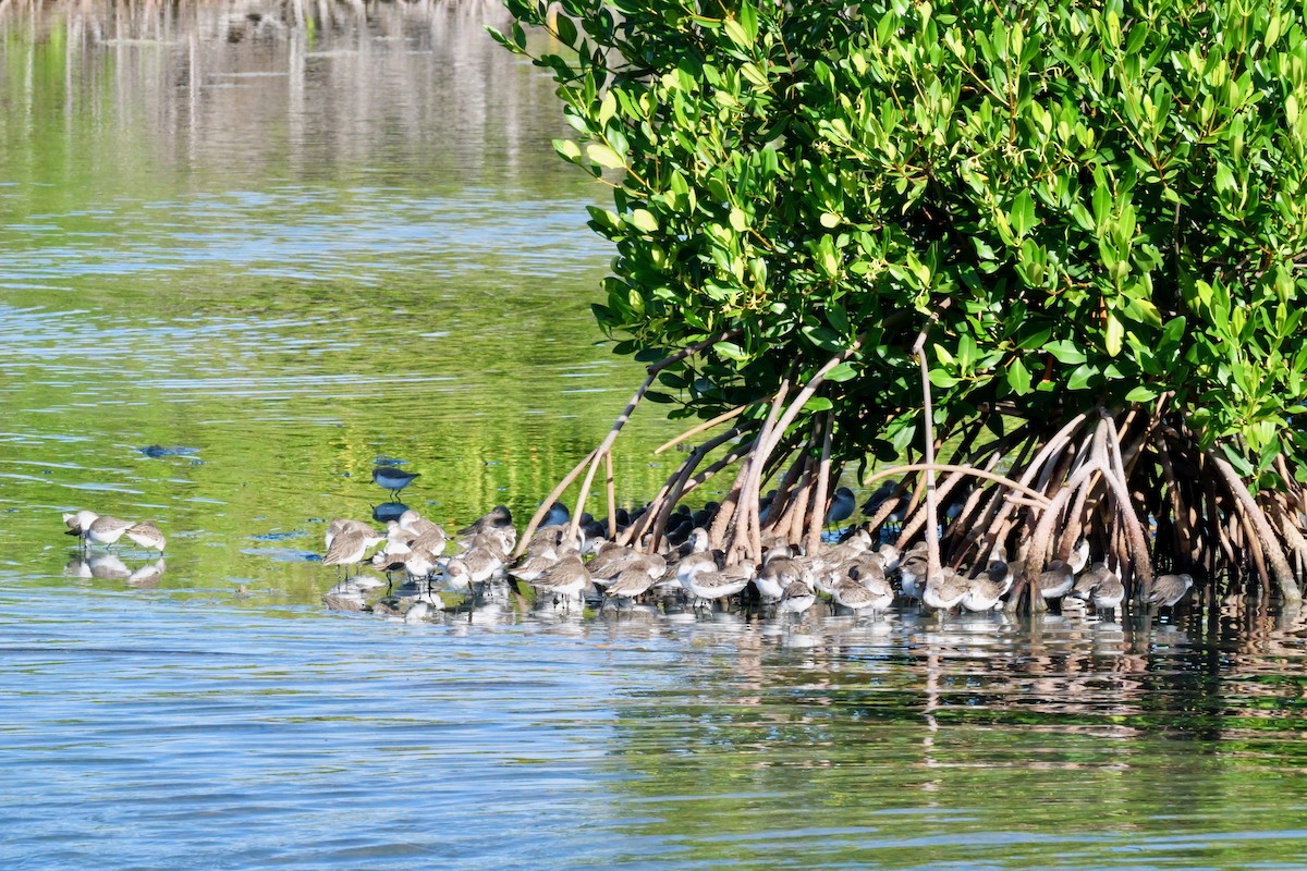 Semipalmated Sandpiper - ML645285786