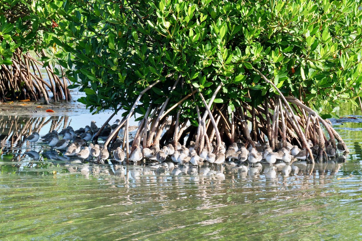 Semipalmated Sandpiper - ML645285787