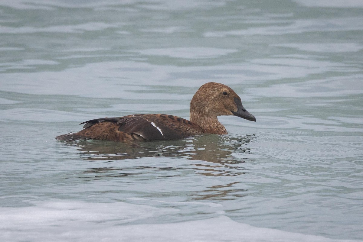 Гага-гребенушка - ML645285797