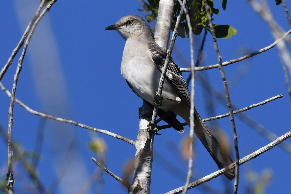 Northern Mockingbird - ML645285811