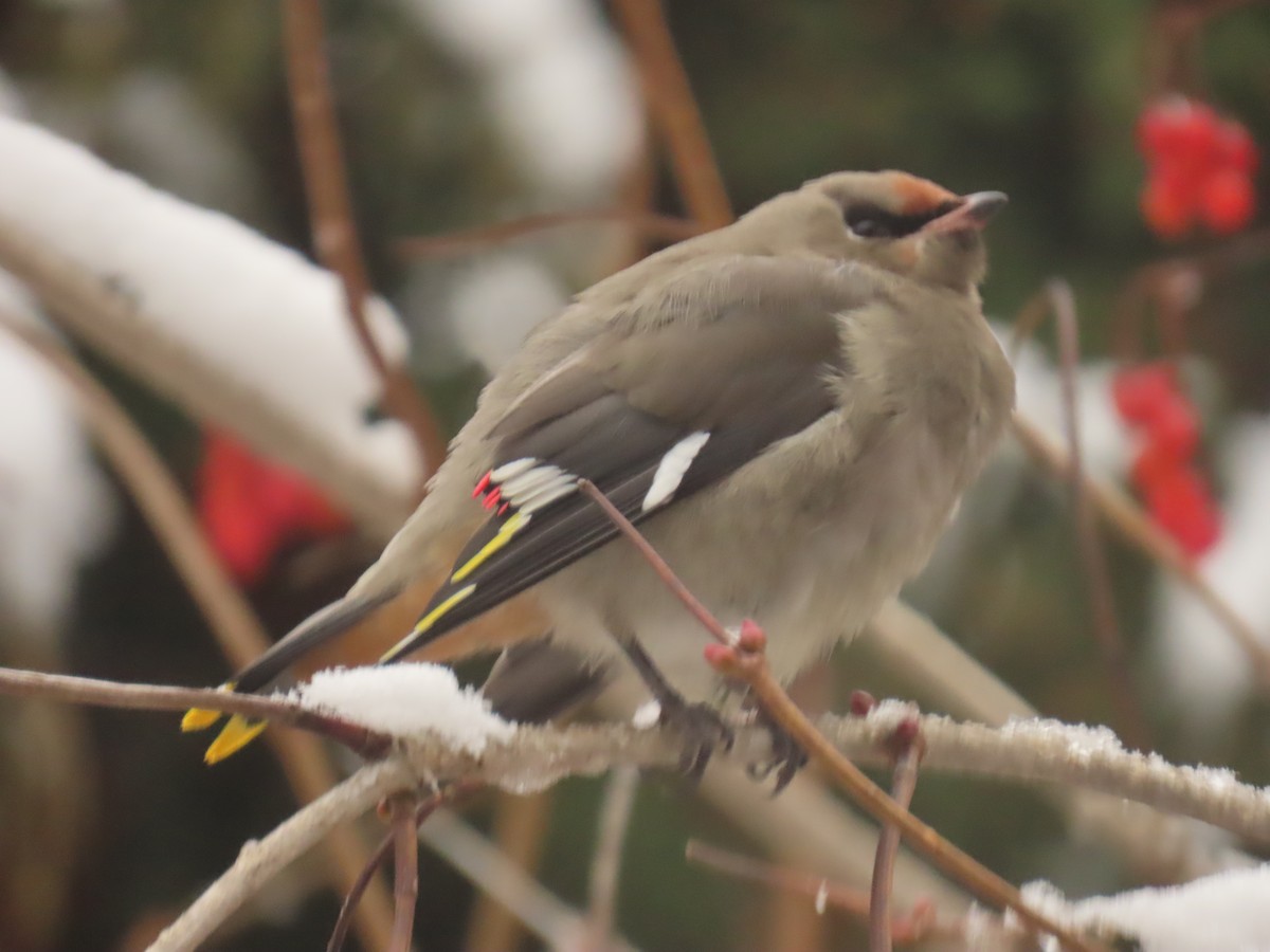 黃連雀 - ML645285819