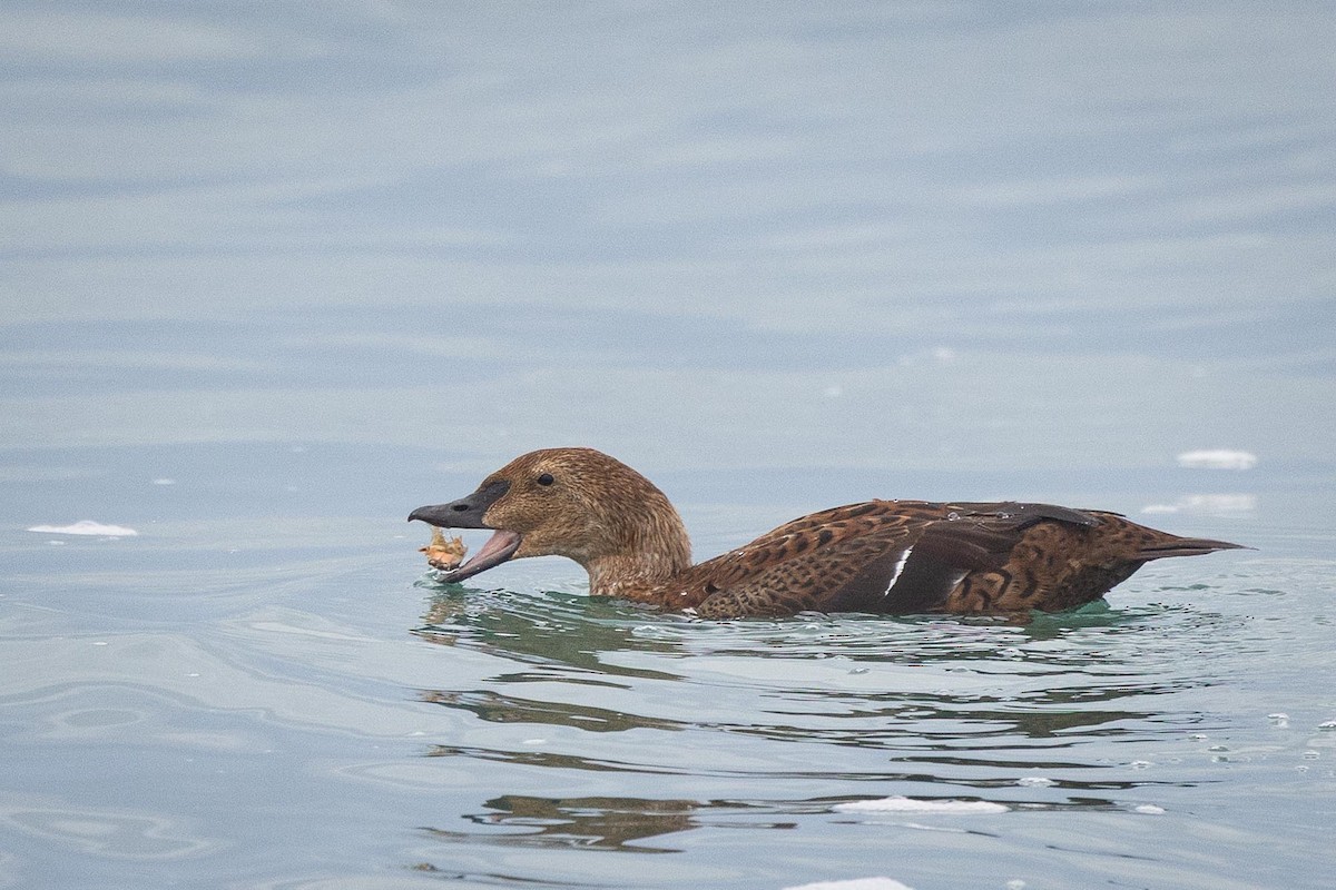 Гага-гребенушка - ML645285821