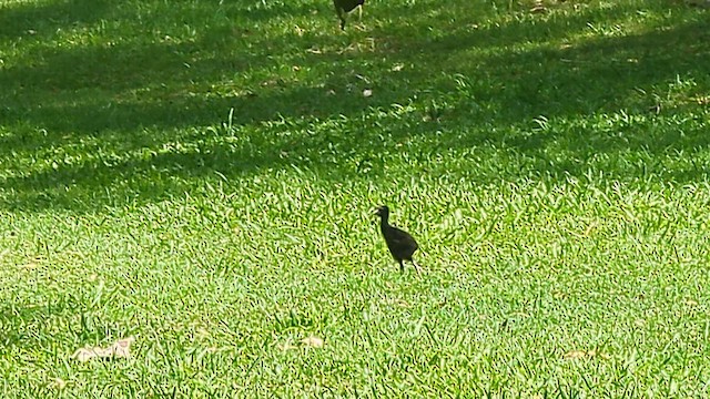 Australasian Swamphen - ML645285830