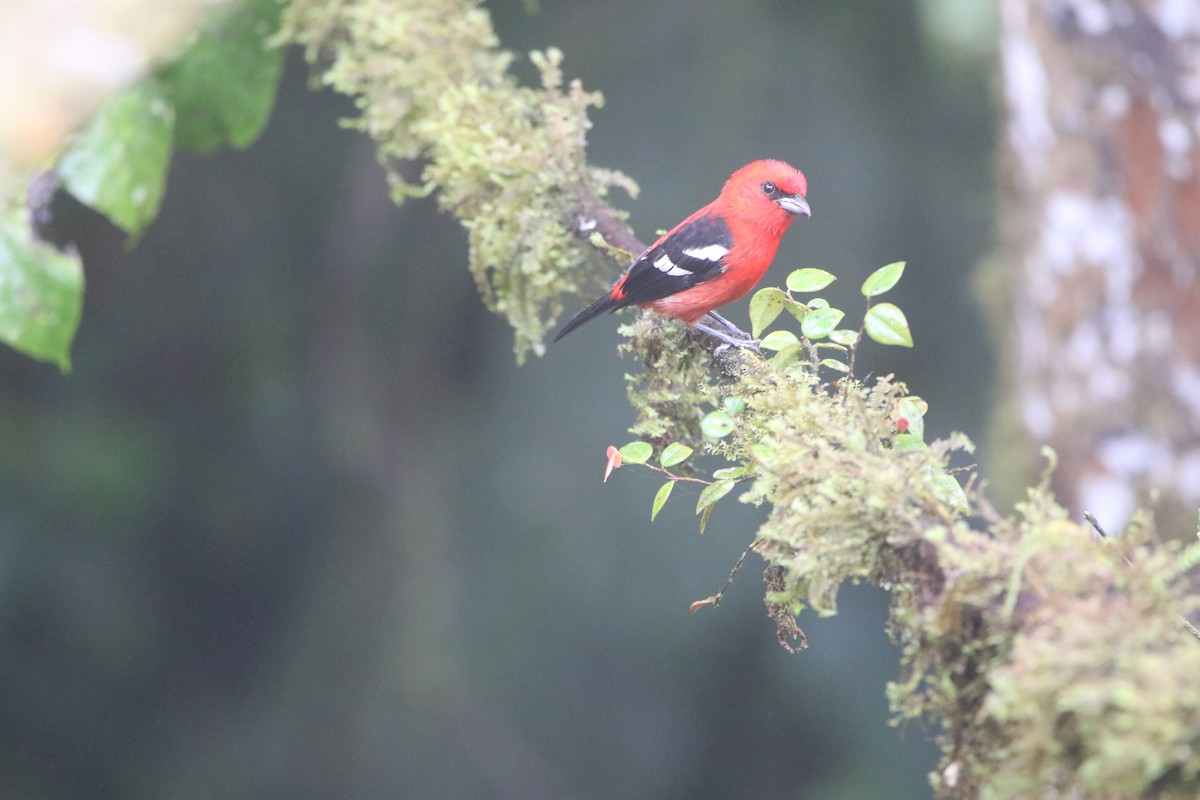 Піранга білокрила - ML645285832