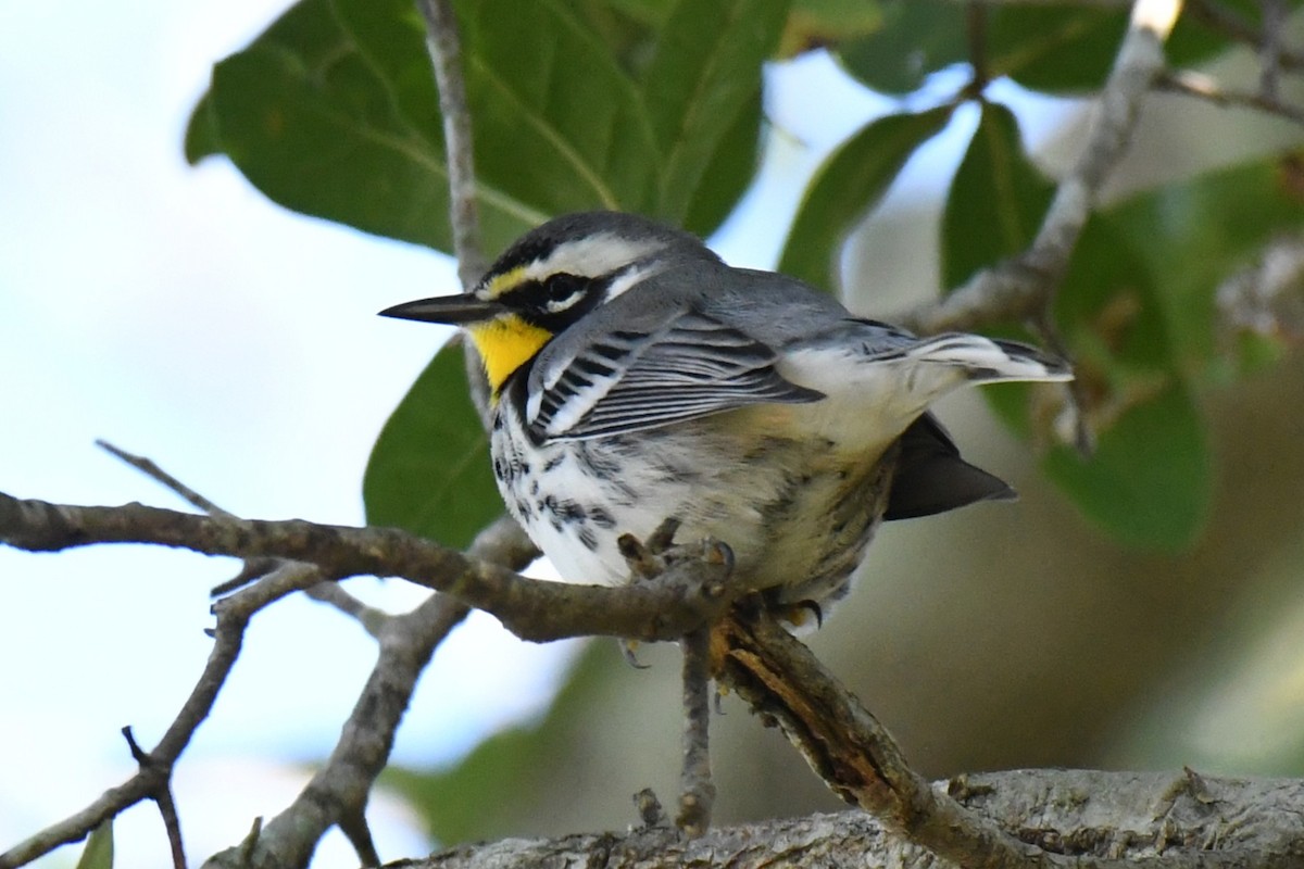 Goldkehl-Waldsänger - ML645285834