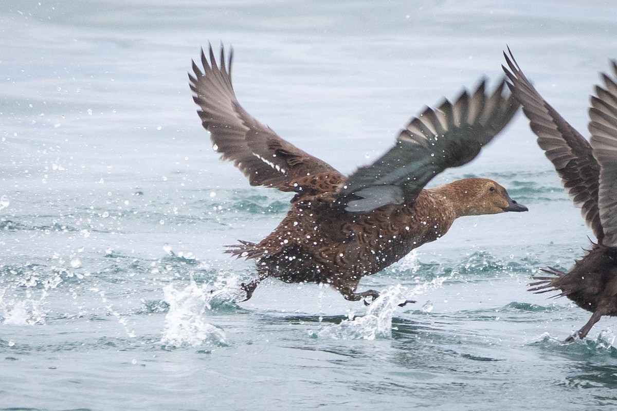 Гага-гребенушка - ML645285835