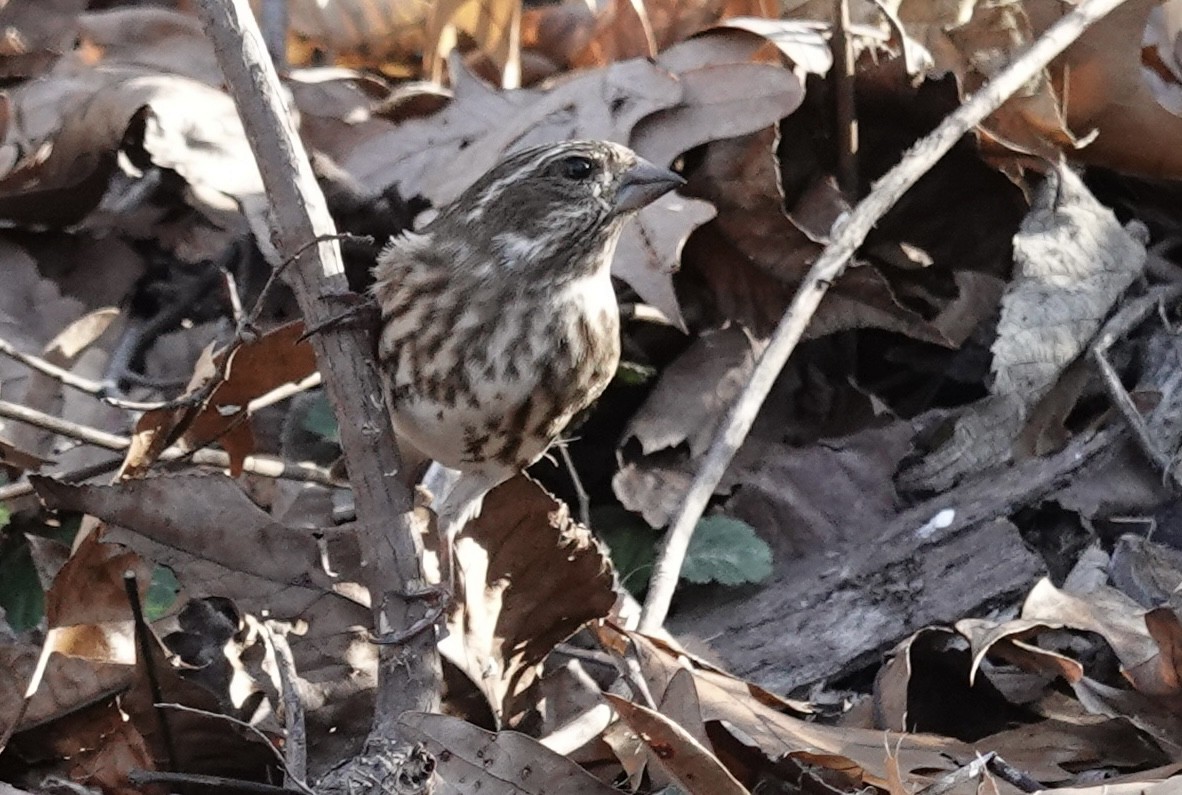 Roselin pourpré - ML645285842