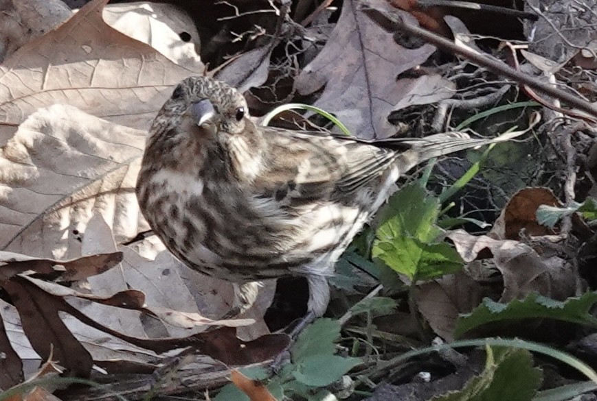 Roselin pourpré - ML645285843