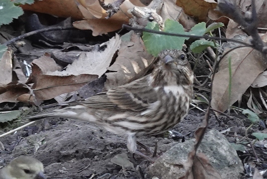 Roselin pourpré - ML645285844