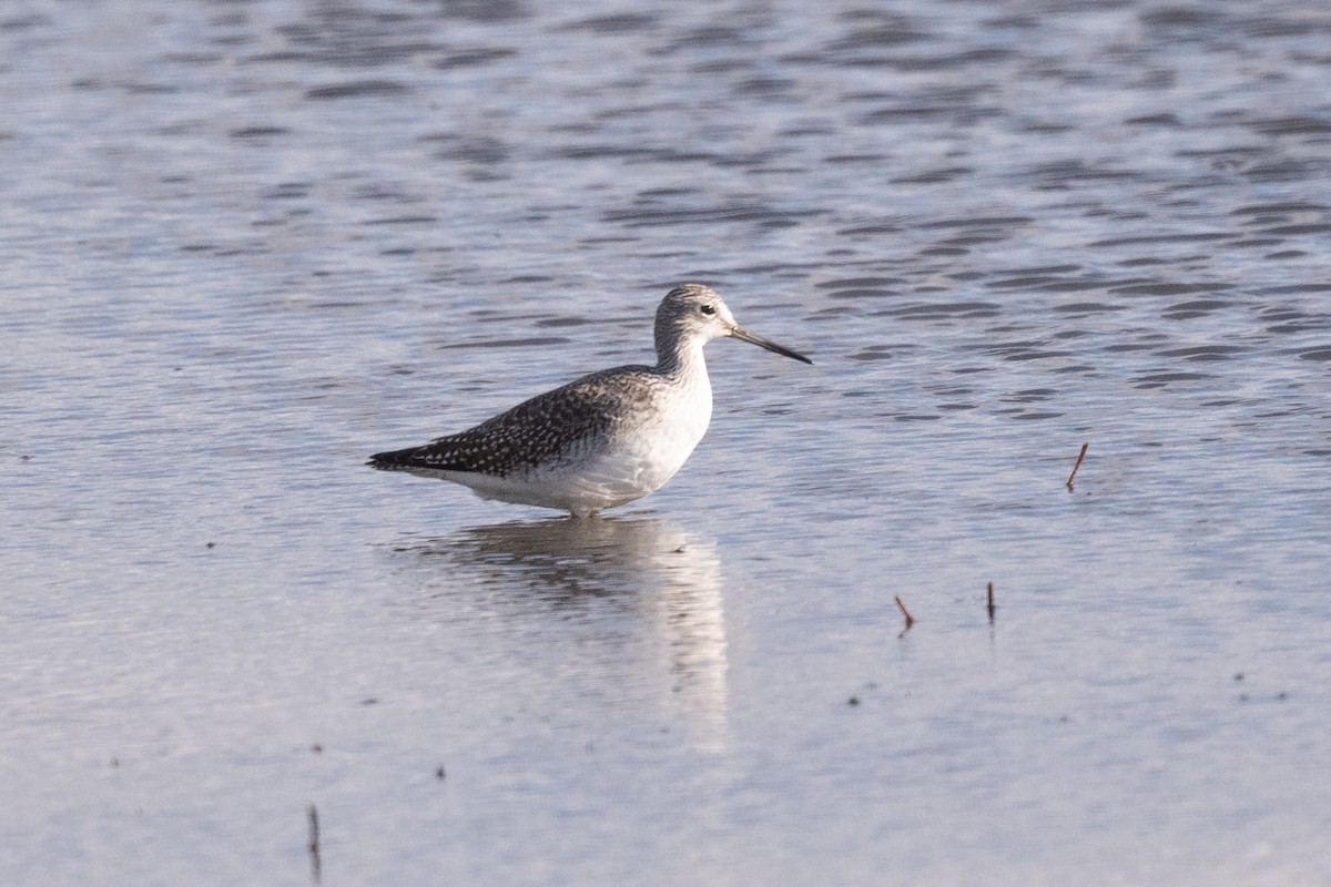 Greater Yellowlegs - ML645285847