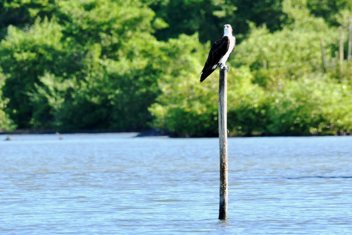 Osprey - ML645285851