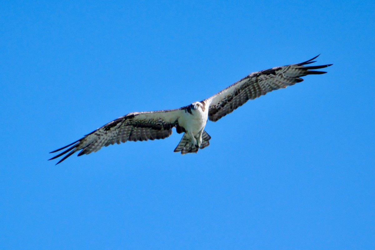 Osprey - ML645285852
