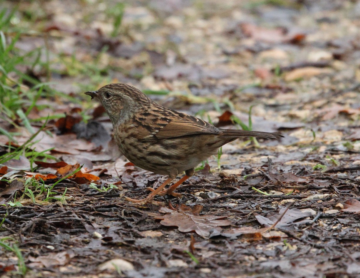 Dunnock - ML645285864