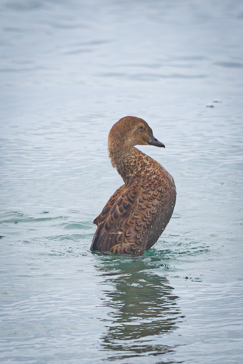 Гага-гребенушка - ML645285868