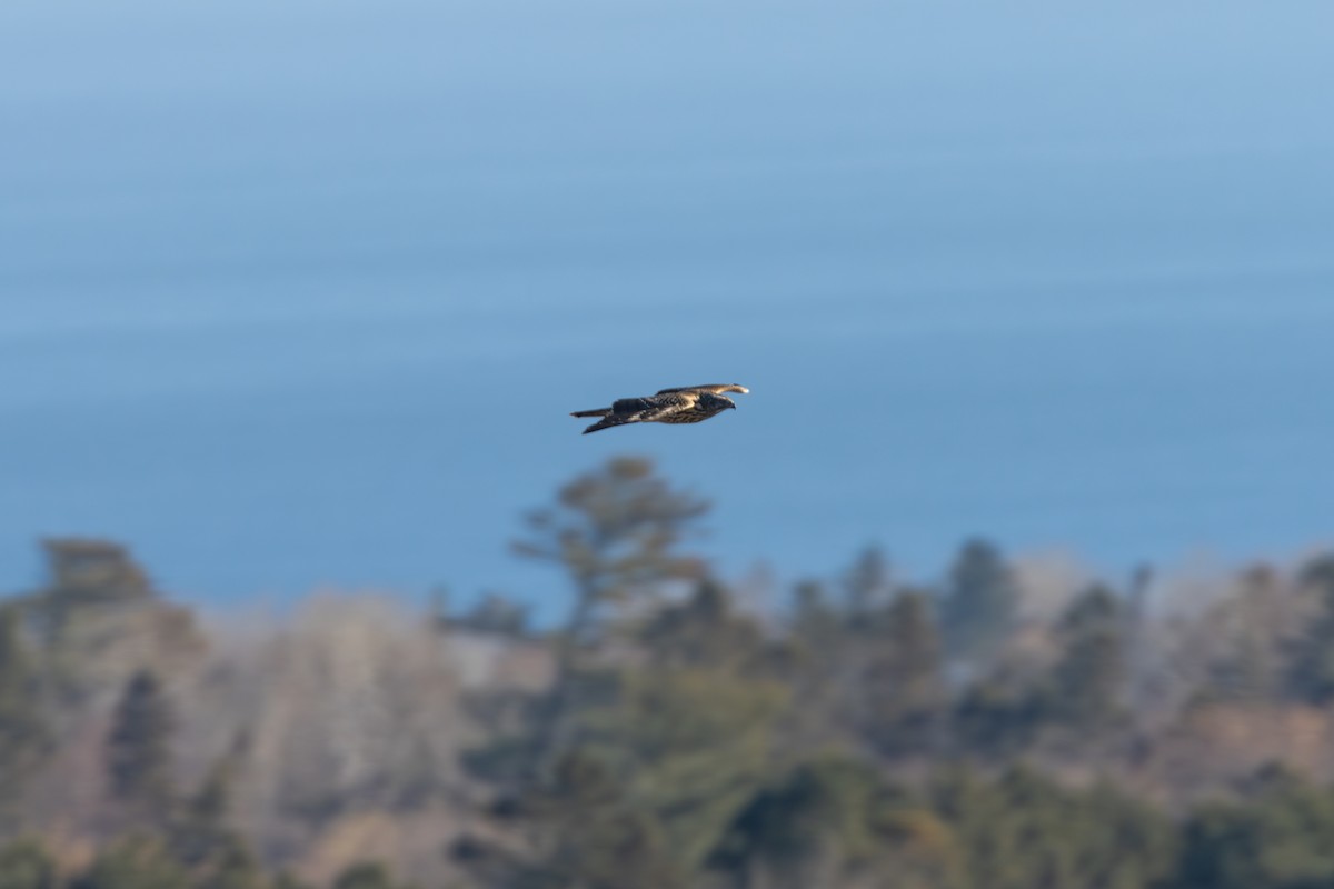 American Goshawk - ML645285874