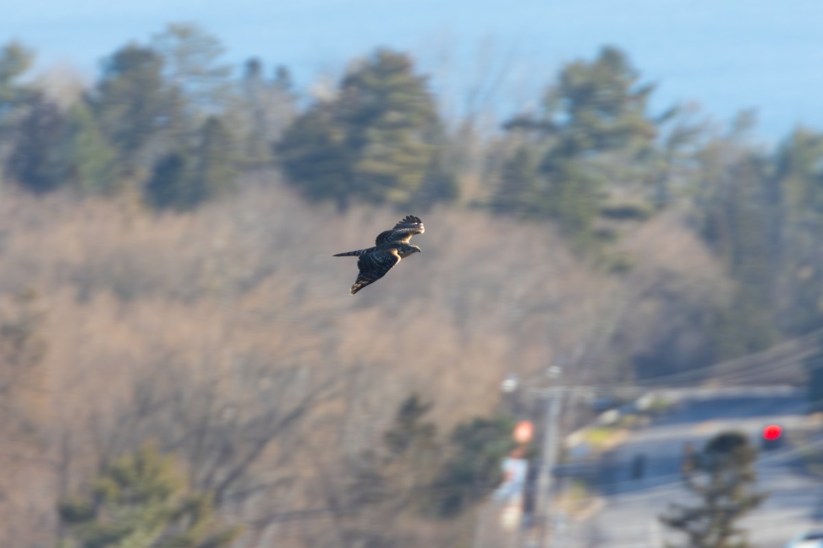 American Goshawk - ML645285875