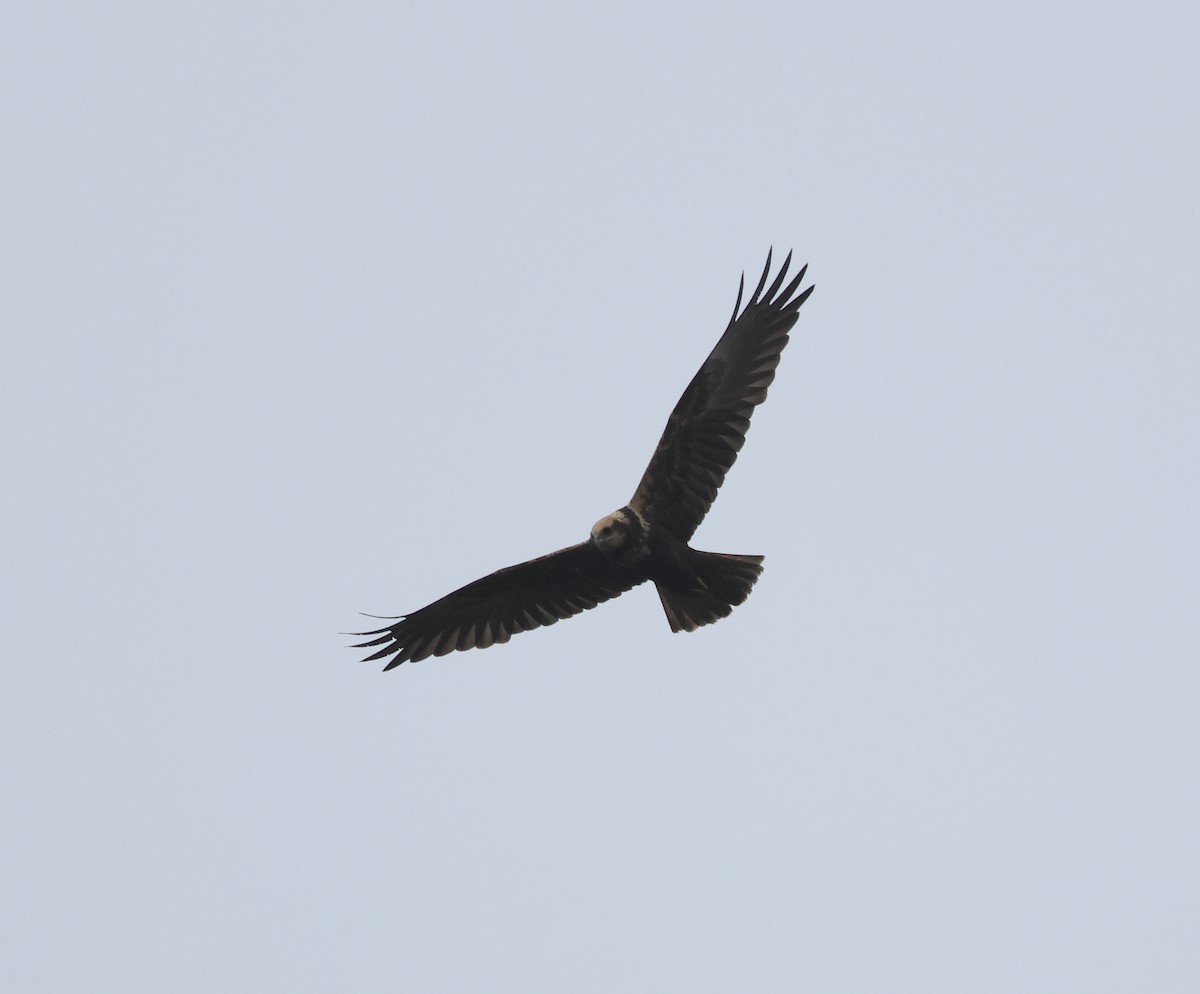 Western Marsh Harrier - ML645285881