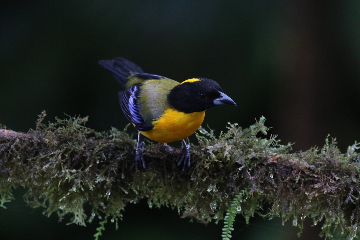 Black-chinned Mountain Tanager - ML645285882